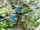 Amazonian Motmot (Momotus momota)