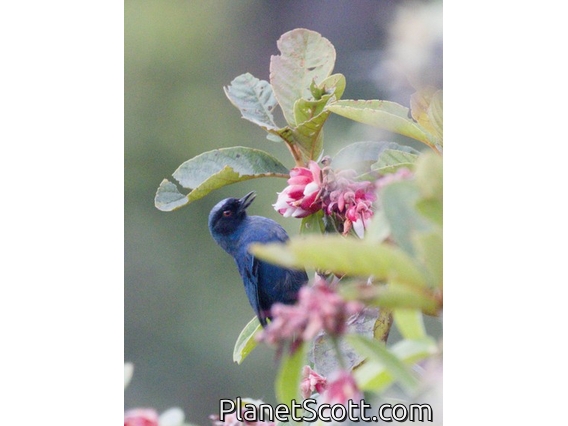 Masked Flowerpiercer (Diglossa cyanea)