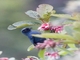 Masked Flowerpiercer (Diglossa cyanea)