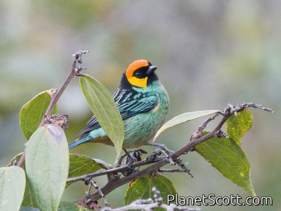 Saffron-crowned Tanager (Tangara xanthocephala)