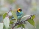 Saffron-crowned Tanager (Tangara xanthocephala)