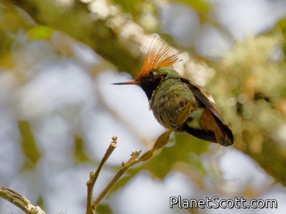 Rufous-crested Coquette (Lophornis delattrei)