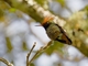 Rufous-crested Coquette (Lophornis delattrei)