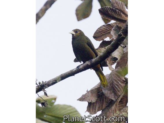 Dusky-green Oropendola (Psarocolius atrovirens)