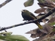 Dusky-green Oropendola (Psarocolius atrovirens)