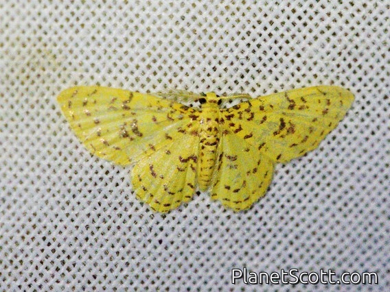 Geometer Moth (Geometridae sp)