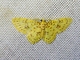 Geometer Moth (Geometridae sp)