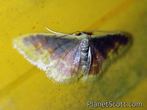 Mocha Moth (Sterrhinae sp)