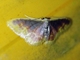Mocha Moth (Sterrhinae sp)