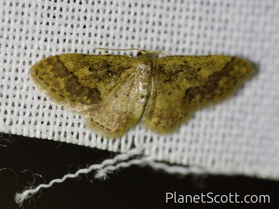 Mocha Moth (Idaea sp)