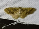 Mocha Moth (Idaea sp)