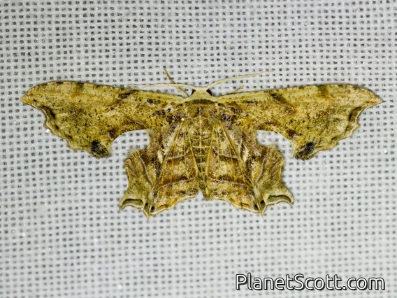 Swallowtail Moth (Erosia sp)