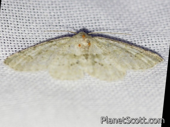 Geometer Moth (Geometridae sp)