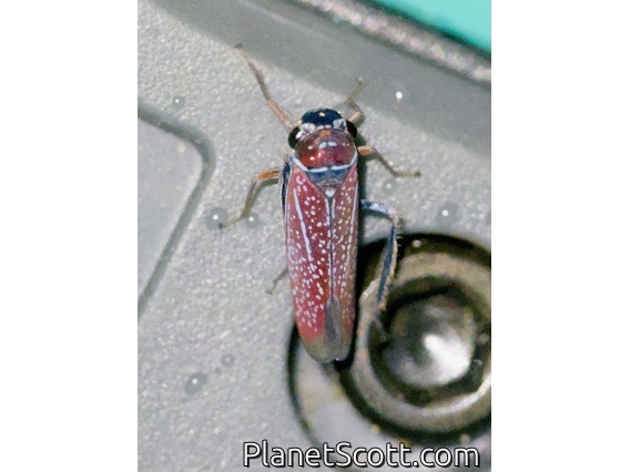 Sharpshooter (Cicadellini sp)