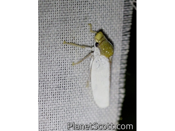Sharpshooter (Diestostemma sp)