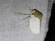 Sharpshooter (Diestostemma sp)