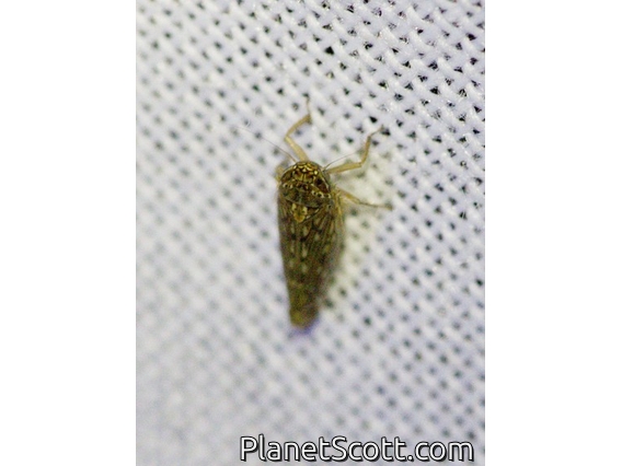 Leafhopper (Osbornellus sp)