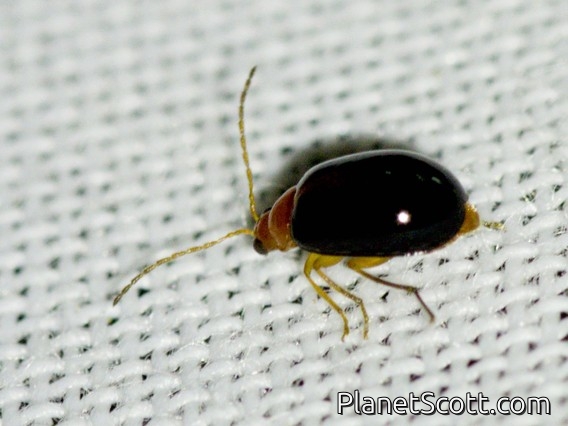 Skeletonizing Leaf Beetle (Galerucinae sp)