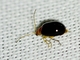 Skeletonizing Leaf Beetle (Galerucinae sp)
