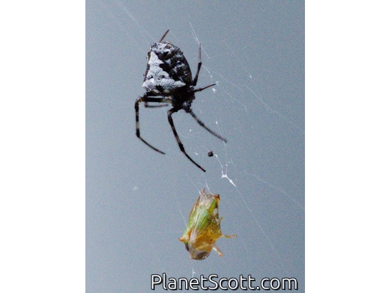 Orbweaver Spider (Verrucosa sp)