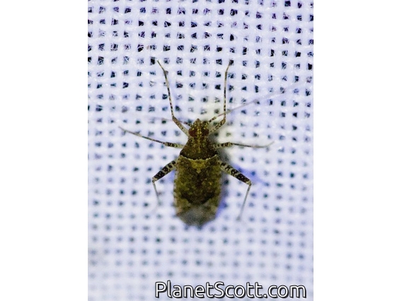 Dirt-colored Seed Bug (Rhyparochromidae sp)