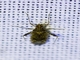 Dirt-colored Seed Bug (Rhyparochromidae sp)