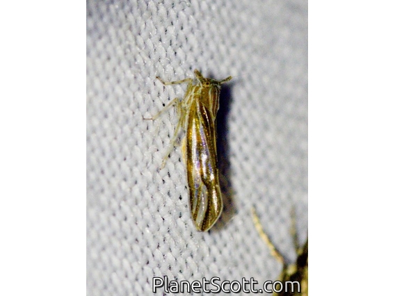 Delphacid Planthopper (Delphacidae sp)