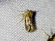 Delphacid Planthopper (Delphacidae sp)