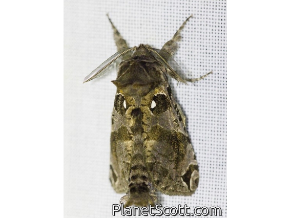Cutworm Moth (Noctuidae sp)