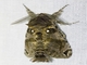 Carpenter Moth (Langsdorfia sp)