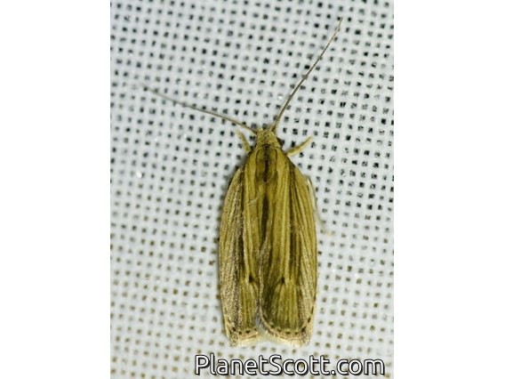 Erebid Moth (Erebidae sp)