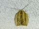 Erebid Moth (Erebidae sp)