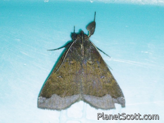 Litter Moth (Rejectaria sp)