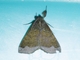 Litter Moth (Rejectaria sp)