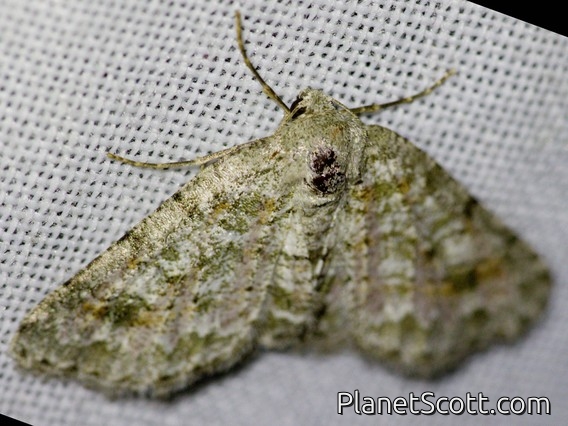 Erebid Moth (Erebidae sp)