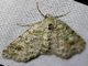 Geometer Moth (Bryoptera sp)