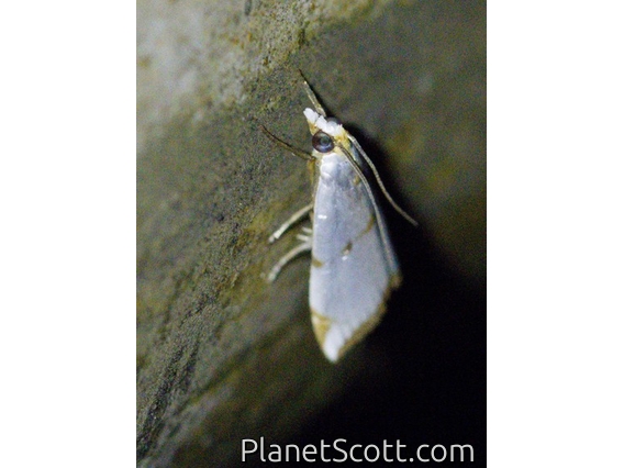 Crambid Snout Moth (Argyria sp)