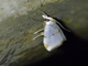 Crambid Snout Moth (Argyria sp)