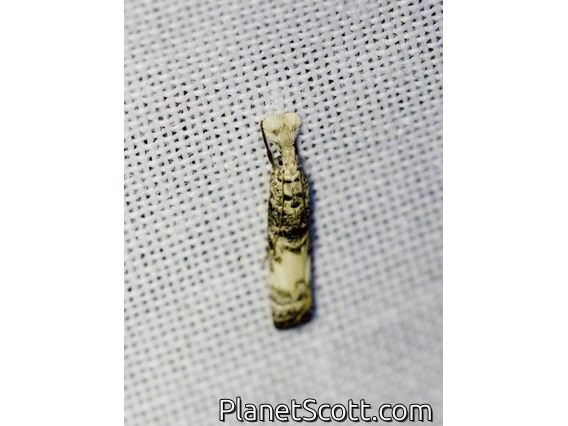 Crambid Snout Moth (Crambidae sp)