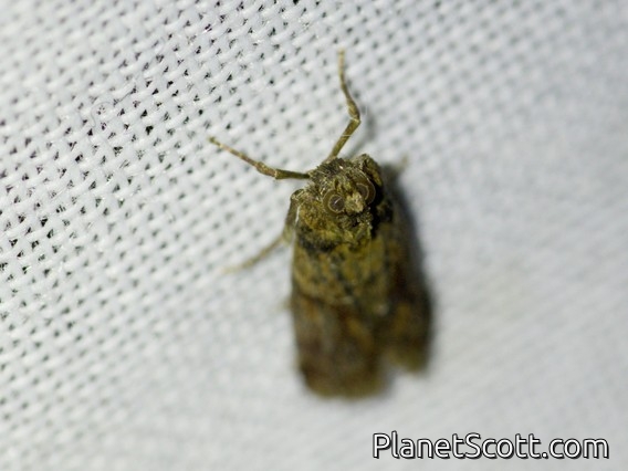 Knot-horn Moth (Phycitini sp)