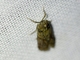 Knot-horn Moth (Phycitini sp)