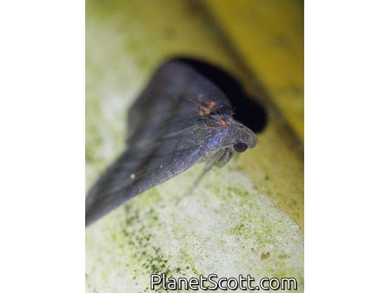 Litter Moth (Herminiinae sp)
