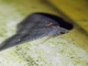 Litter Moth (Herminiinae sp)