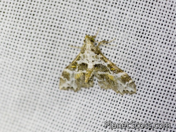 Crambid Snout Moth (Crambidae sp)