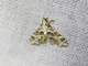 Crambid Snout Moth (Crambidae sp)