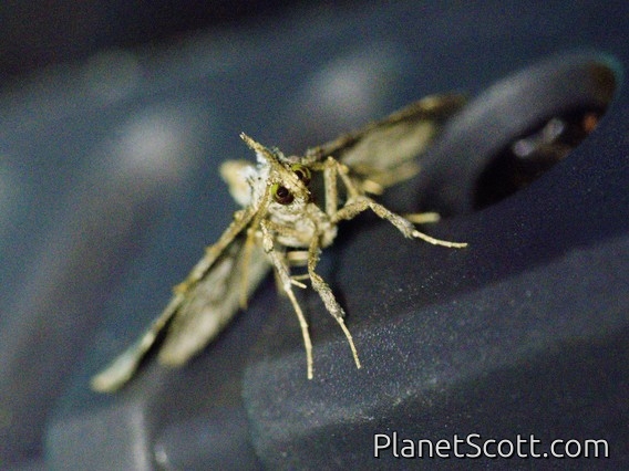 Crambid Snout Moth (Crambidae sp)