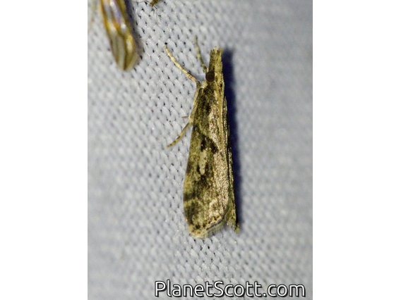 Moss-eating Crambid Snout Moth (Scopariinae sp)