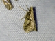 Moss-eating Crambid Snout Moth (Scopariinae sp)