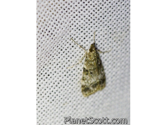 Moss-eating Crambid Snout Moth (Eudonia sp)