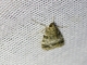 Moss-eating Crambid Snout Moth (Eudonia sp)